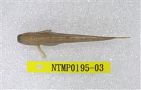 藏品(對斑真動齒鳚)的圖片